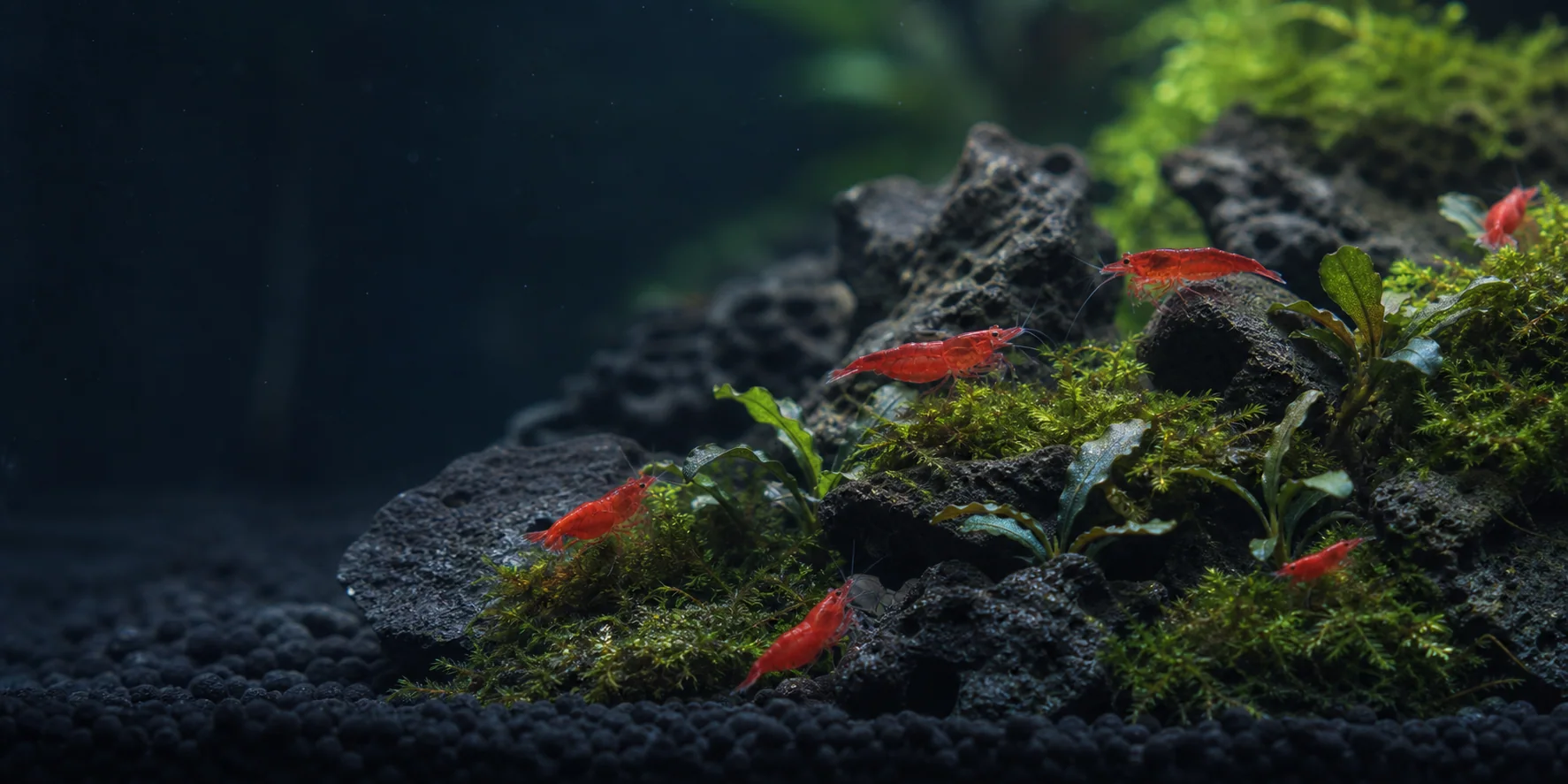 Freshwater Neocaridina shrimp grazing in a planted aquarium